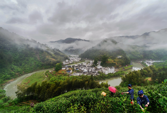 黄山市徽州区富溪乡茶农采摘黄山毛峰。