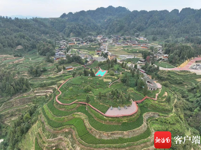 国茶村风景如画。记者 苏靓 摄