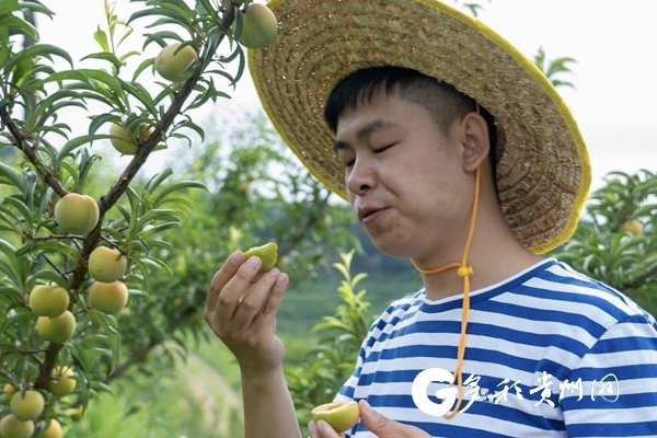 晓凡凡,贵州省毕节市纳雍县寨乐镇人.
