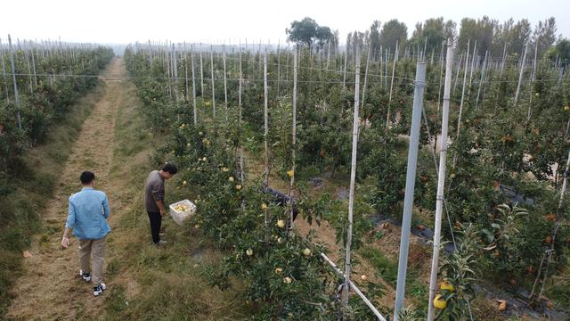 10月12日，下河村新种的苹果地里，苹果即将进入采收期。新京报记者 王颖 摄