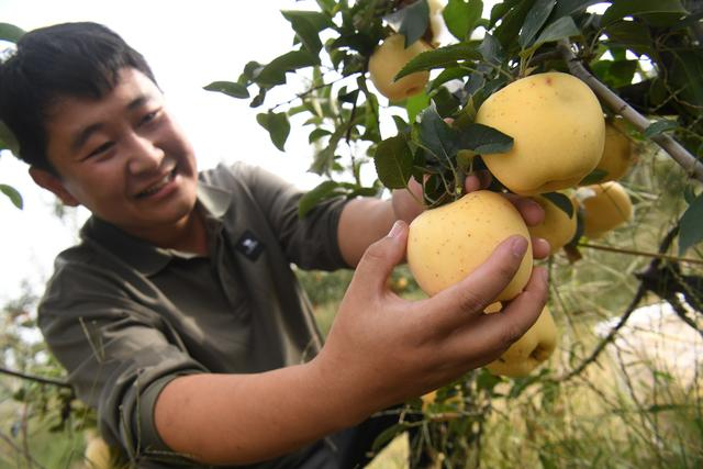 10月12日，李杰在苹果地里介绍，去年栽的120亩大型树苗，今年套了18万个袋子。新京报记者 王颖 摄