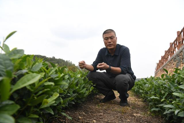 10月12日，周振华在茶山上介绍股份合作改革的情况。新京报记者 王颖 摄