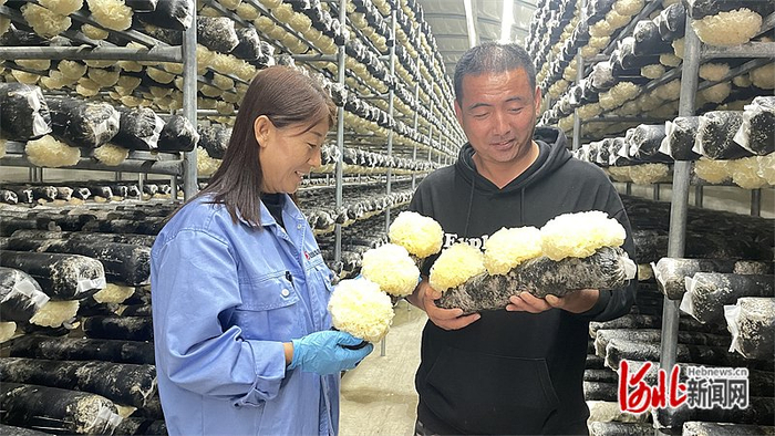 10月12日,在盐山县韩集镇万平银耳智能种植小区,农民正在查看银耳长势
