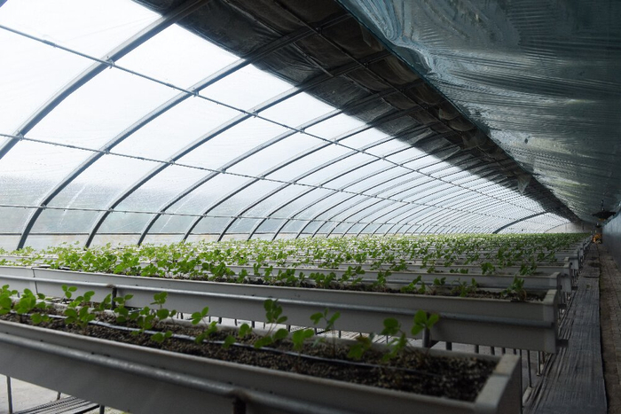 新型栽培技术应用到种植。本版图片均由本报记者 张多钧 摄