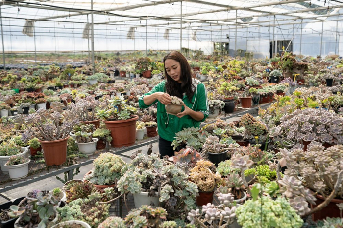 李思敏在查看顾客寄养的多肉植物。新华社记者 陈欣波 摄