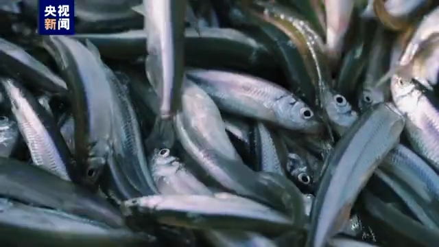 池沼公鱼。来源：央视新闻