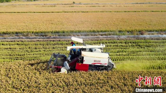 巨野县已累计完成盐碱地生态良30多万亩。巨野县委宣传部供图