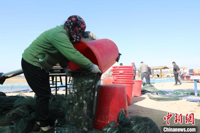 图为当地养殖户正在收获蟹苗。王丽莎 摄