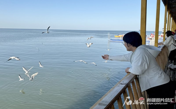 9月1日，博斯腾湖旅游景区内的沙鸥吸引不少游客观赏。韩亮 摄