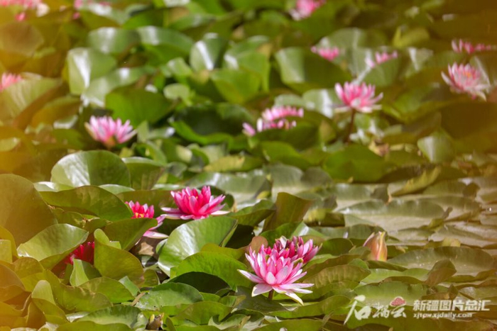 6月13日，博斯腾湖莲海世界景区绽放的睡莲。胡侍琦 摄