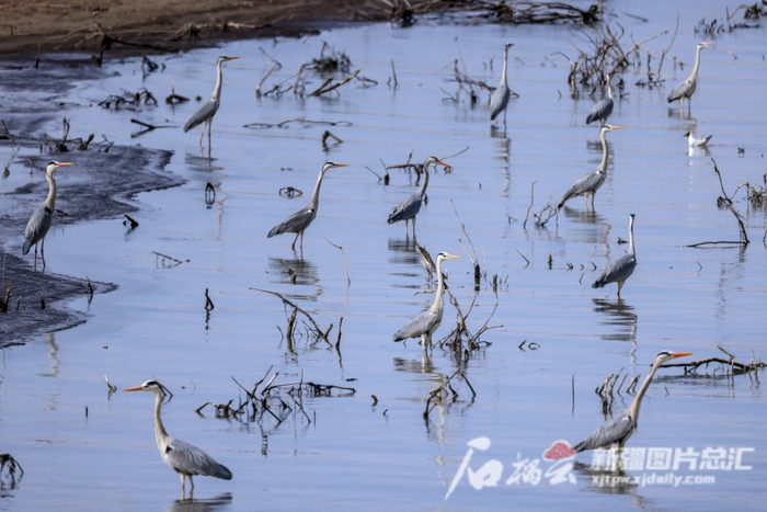 4月12日，一群苍鹭在博斯腾湖畔栖息觅食。年磊 摄