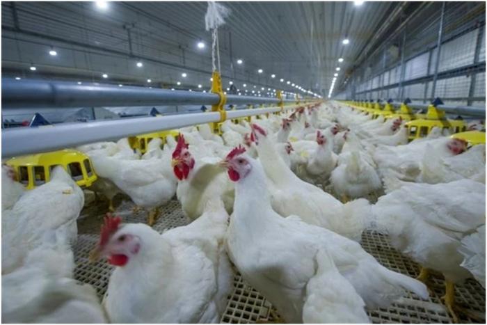 福建圣农发展股份有限公司“圣泽901”白羽快大型肉鸡品种