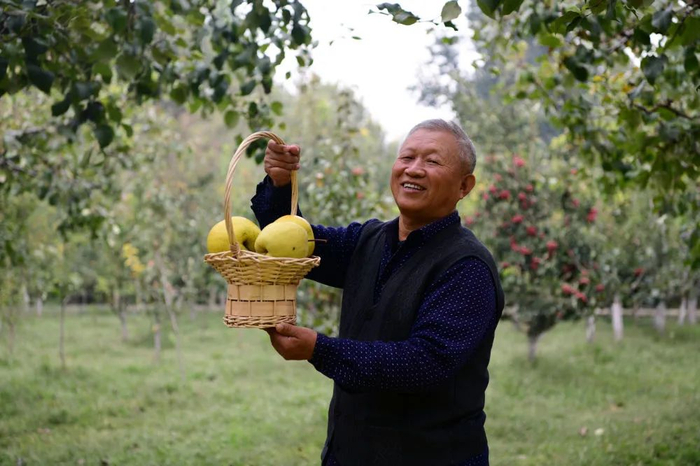 晏阳初团队嫁接改良的梨树，现在每年依然能开花挂果（2022年摄）。受访者供图