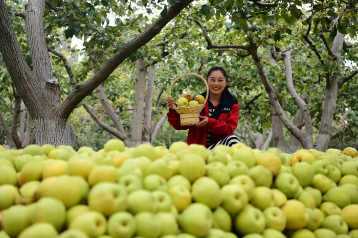 90多年前晏阳初团队嫁接改良的梨树，现在每年依然能开花挂果。受访者供图