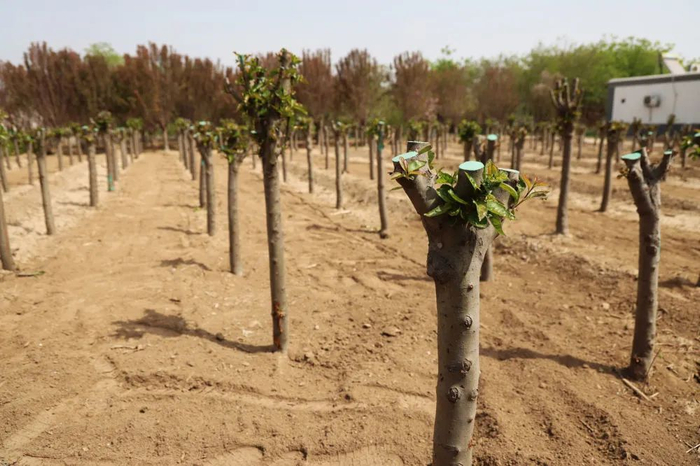 近些年，苗木花卉成了翟城村的致富产业。新华每日电讯记者谢锐佳摄
