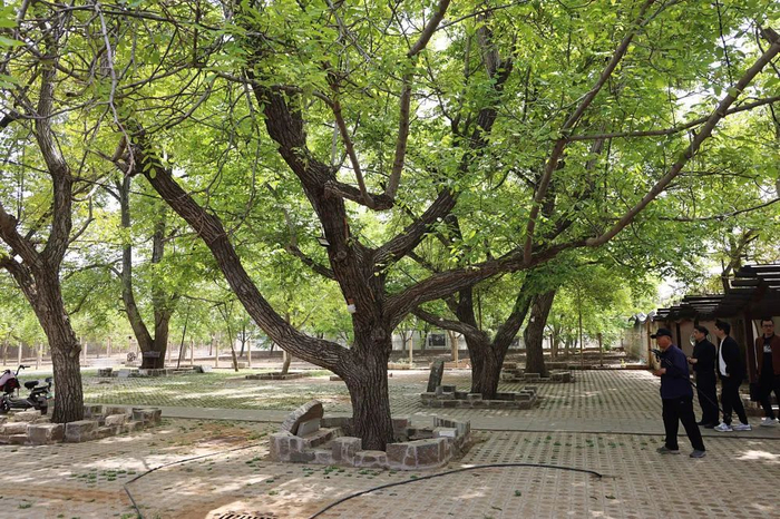 晏阳初先生亲手种植的3棵核桃树，至今已近百年（4月19日摄）。新华每日电讯记者谢锐佳摄