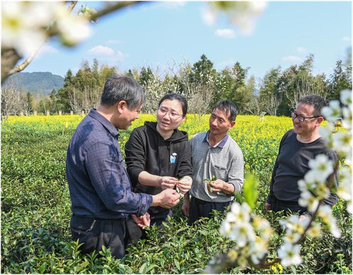 科技特派员刘梦莹指导有机茶栽培技术,打造环境友好型有机茶园