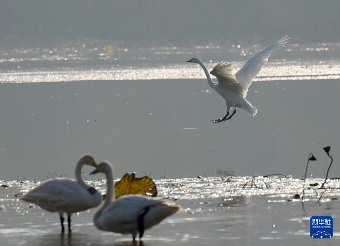 　　10月24日，大天鹅在三门峡市天鹅湖国家城市湿地公园内飞翔。新华社记者李嘉南 摄