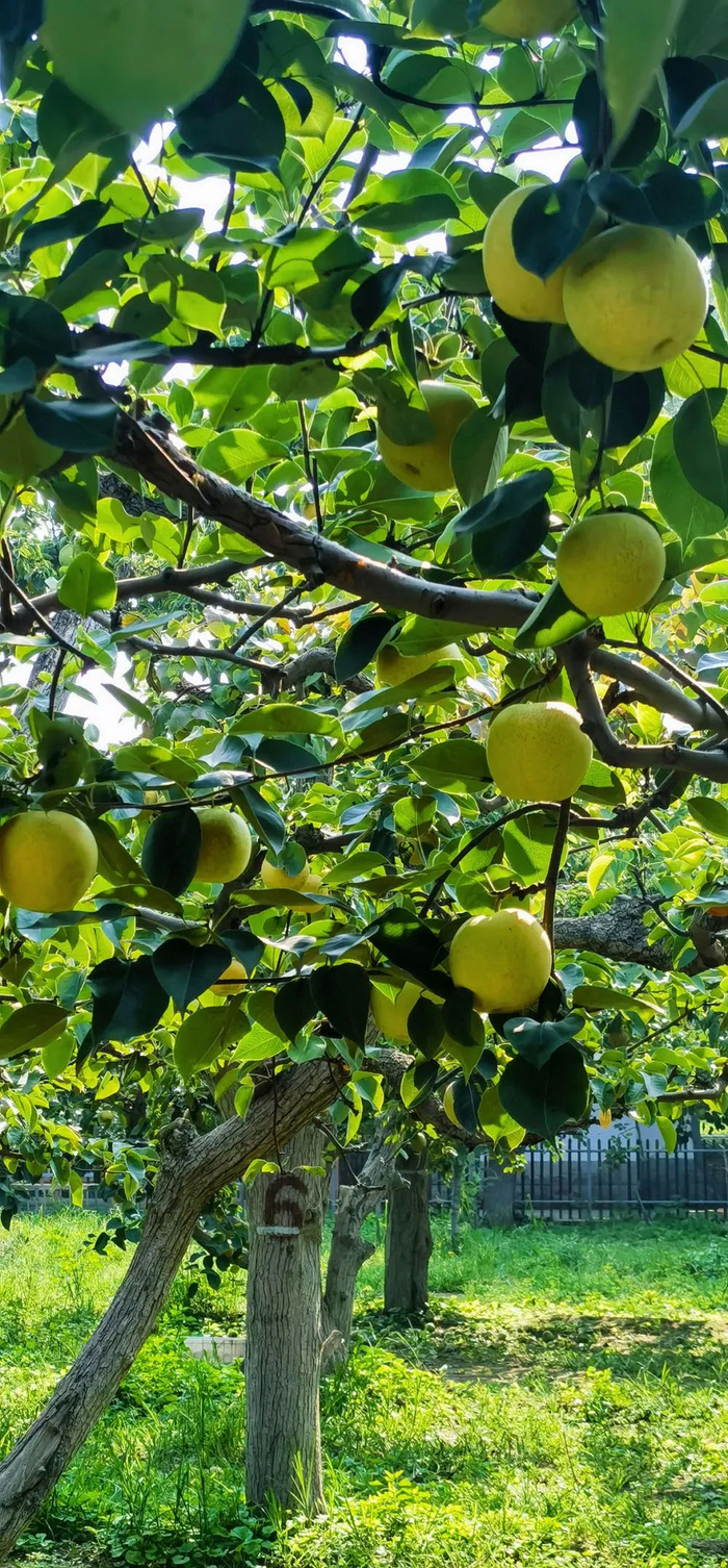 晏阳初团队嫁接改良的梨树，现在每年依然能开花挂果（2022年摄）。受访者供图