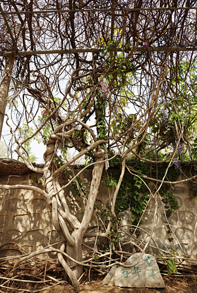 晏阳初先生亲手种植的紫藤。新华每日电讯记者谢锐佳摄
