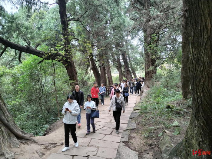 ▲采访团来到翠云廊采访