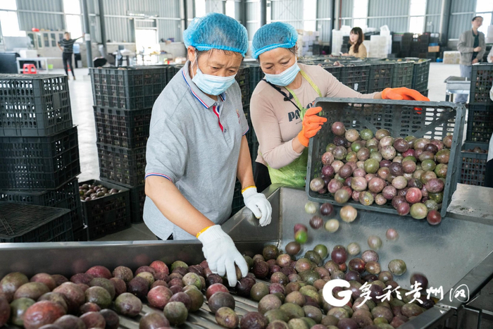 车间工人正在清洗百香果