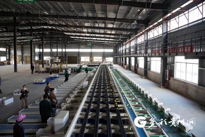 　百香果自动化分选设备