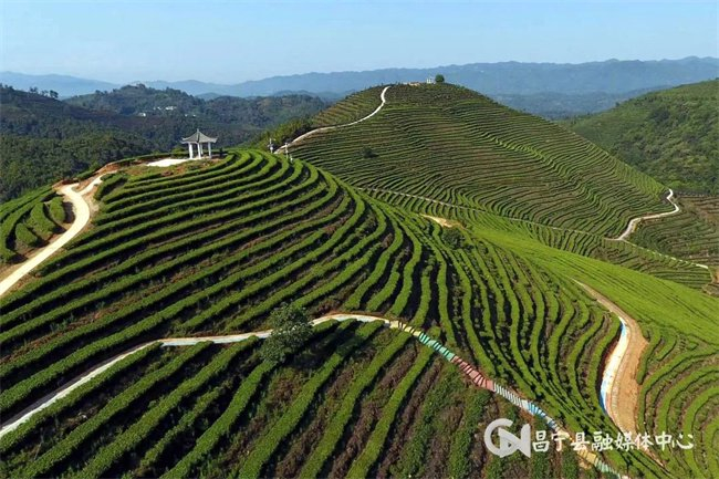 温泉马鞍山茶园 刘子安 摄