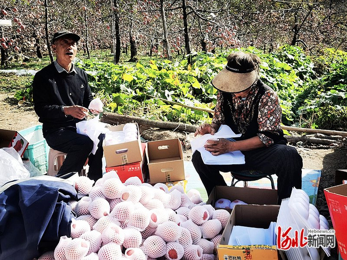 10月25日，岗底村一户果农在自家果园把刚采摘的苹果打包装箱。 河北日报记者邢云摄