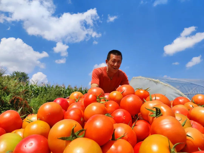 在威宁自治县秀水镇中海村，百亩西红柿陆续成熟，呈现出一派丰收的盛景，小小西红柿拉开了中海村秋收的序幕。毛宁 摄