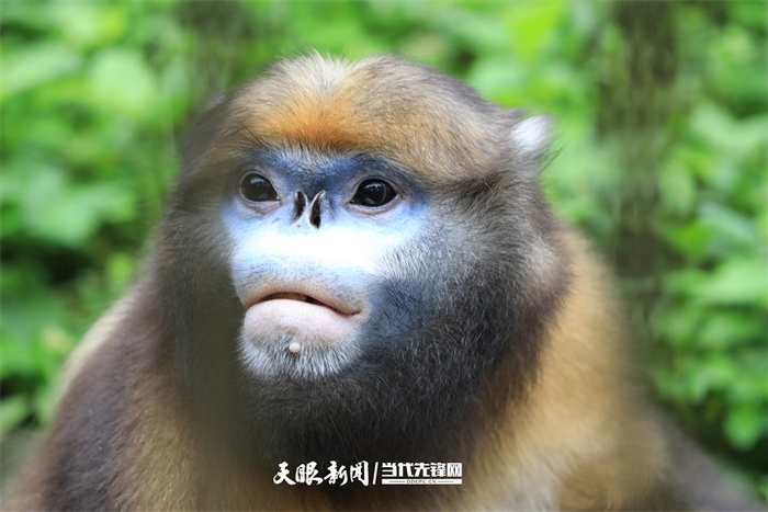 2022年6月16日，在贵州梵净山国家级自然保护区野生动物救护中心拍摄的黔金丝猴。李鹤 摄