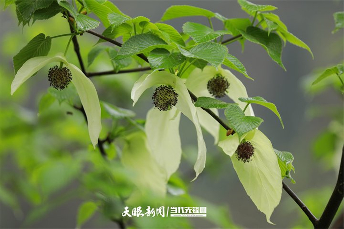 贵州梵净山国家级自然保护区内的珙桐花。李鹤 摄