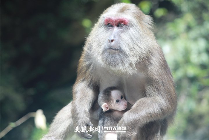 贵州梵净山国家级自然保护区管理局印江自治县紫薇镇管理总站附近栖息的藏酋猴。李鹤 摄
