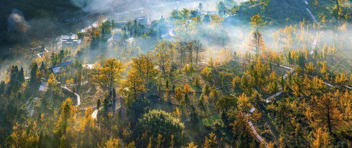 薄雾笼罩下的妥乐古银杏。敖显模/摄