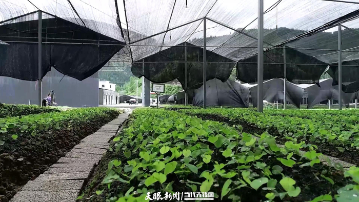 国药集团同济堂（贵州）生物制药公司在江口县建设的淫羊藿种植基地。铜仁市融媒体中心供图