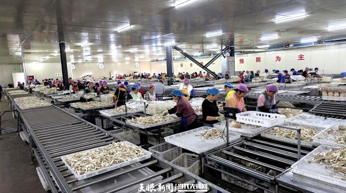 工人在贵福菌业食用菌加工车间忙碌。葛永智 摄