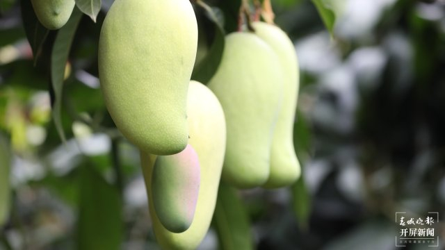 ▲开屏新闻资料图