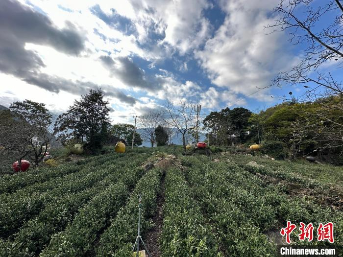 十月底，甘肃省陇南市文县碧口镇马家山村，茶园星罗棋布。杨娜 摄