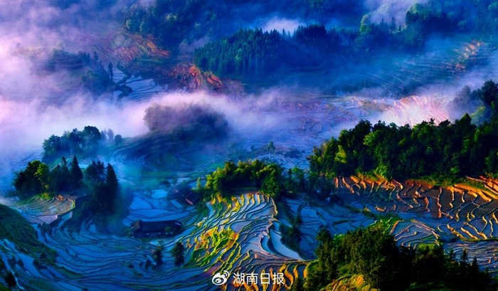 云雾缭绕的紫鹊界梯田。罗中山 摄