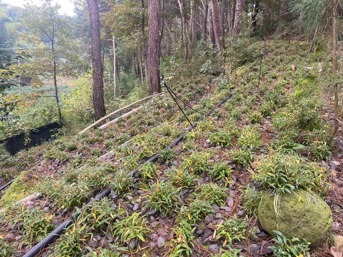 霍山县衡山镇一处林下石斛基地本报记者 汤 超 摄