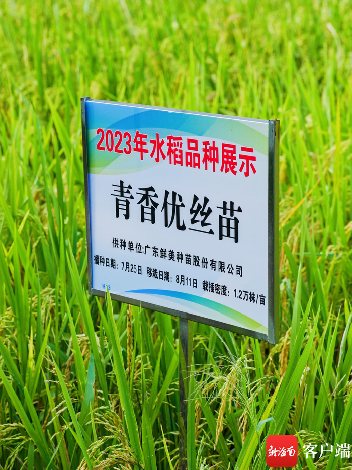 10月29日，专家田间鉴评300多水稻新品种，25个“优等生”脱颖而出。记者 利声富 摄