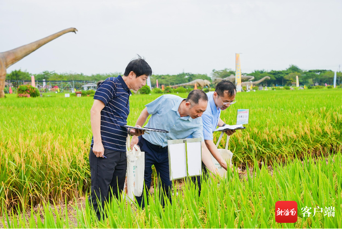　　10月30日，2023年海南南繁水稻新品种展示观摩会在三亚举行。记者 利声富 摄