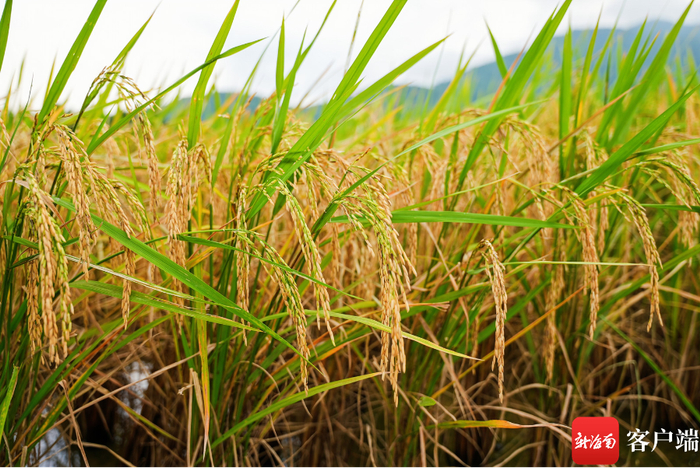 　　10月29日，专家田间鉴评300多水稻新品种，25个“优等生”脱颖而出。记者 利声富 摄