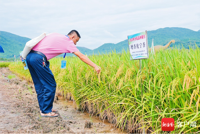 　　10月30日，2023年海南南繁水稻新品种展示观摩会在三亚举行。记者 利声富 摄