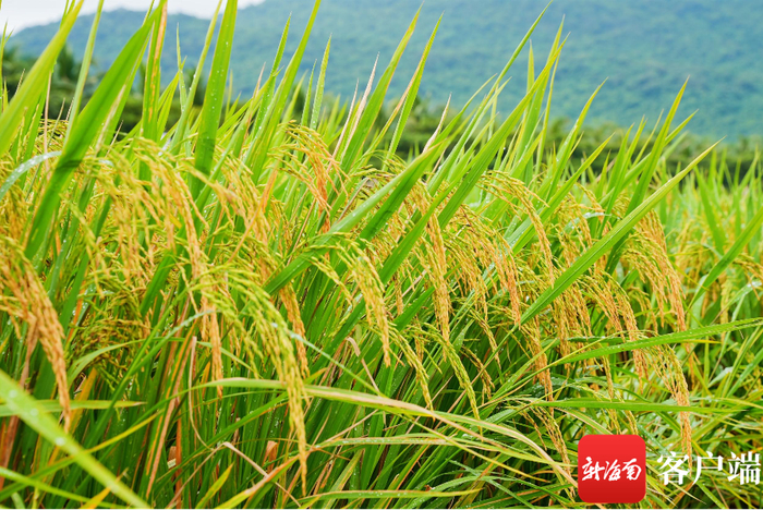 　　10月29日，专家田间鉴评300多水稻新品种，25个“优等生”脱颖而出。记者 利声富 摄