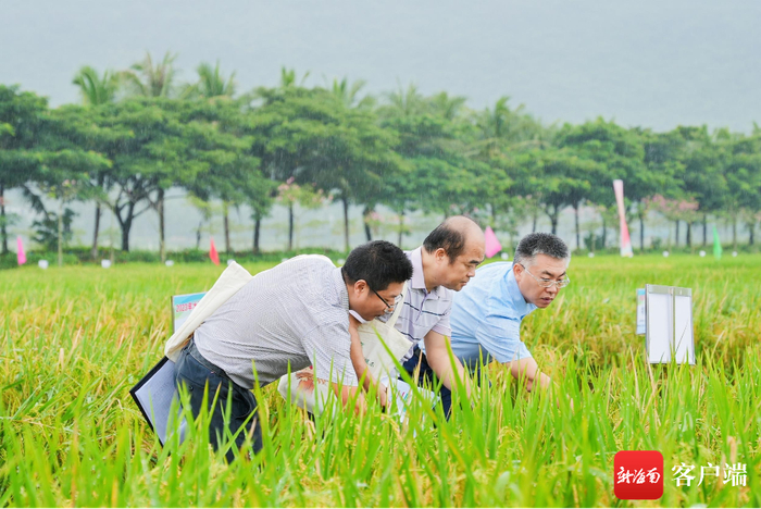 　　10月30日，2023年海南南繁水稻新品种展示观摩会在三亚举行。记者 利声富 摄