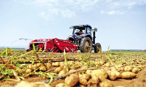     遭遇严重旱情，围场马铃薯依靠科技赋能，实现丰产增收。图为秋收时，马铃薯机械化收获现场。河北日报通讯员王利群摄