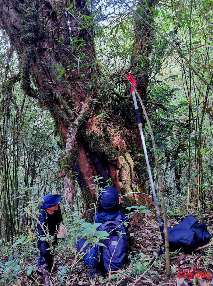 ▲野生喜马拉雅红豆杉预估树龄“千年”