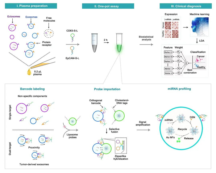 （图：基于SORTER的肿瘤外泌体亚群追踪及其miRNA原位检测示意图）