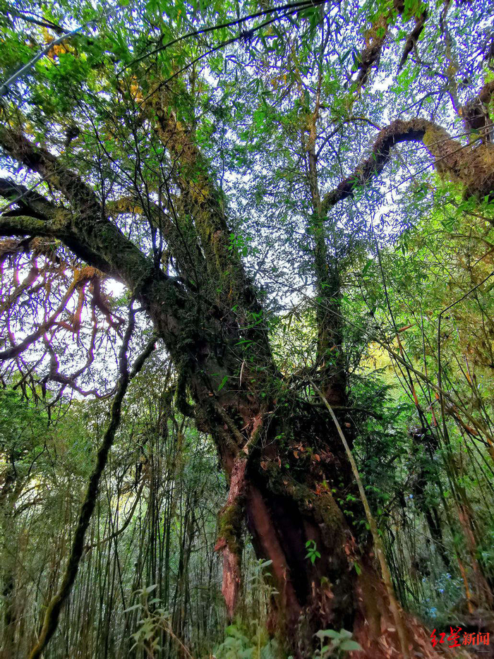 ▲野生喜马拉雅红豆杉预估树龄“千年”